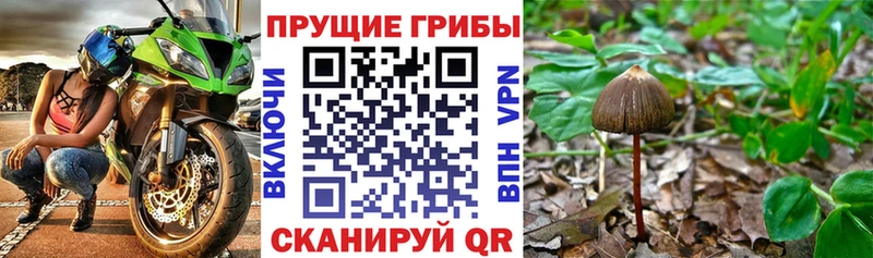 Купить  Рудня  Галлюциногенные грибы Psilocybine cubensis 